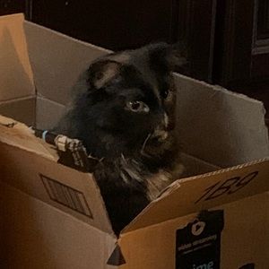 Meet your Posher, Nancy